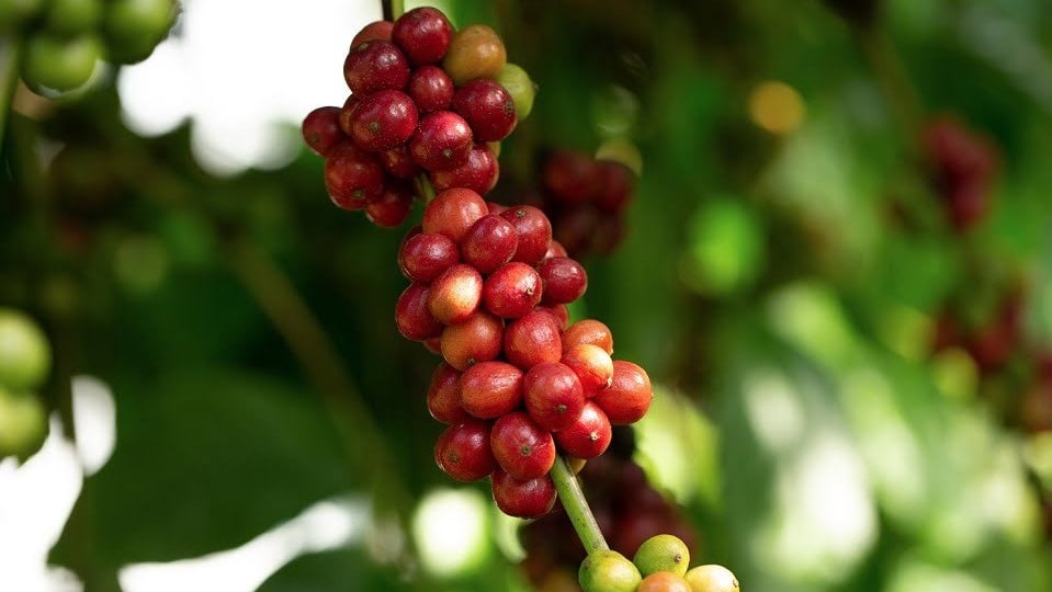 Cà phê giảm tuần thứ 6 liên tiếp, các thương nhân dự đoán giá sẽ còn giảm thêm
