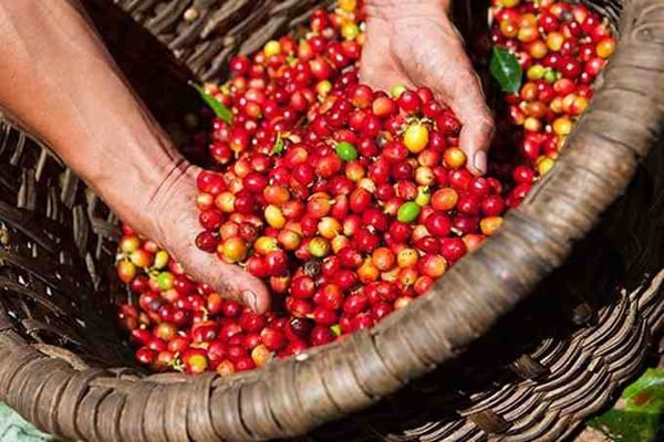 Sự không chắc chắn về triển vọng sản xuất liên tục làm gia tăng biến động giá cà phê