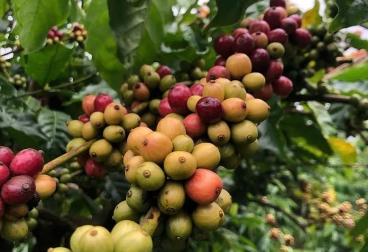 Giá cà phê tăng mạnh trở lại