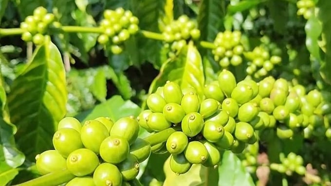 Giá cà phê quay đầu giảm mạnh, nông dân Brazil đẩy mạnh bán cà phê Robusta