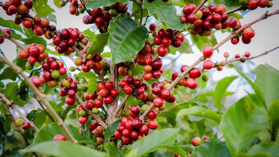 Giá cà phê trong nước cuối tuần giảm, giá tại tỉnh Đắk Nông biến động mạnh nhất