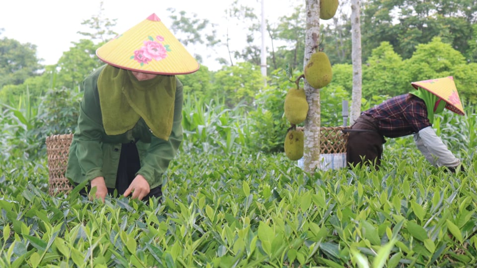 Sơn Dương (Tuyên Quang) 100% số xã về đích nông thôn mới 