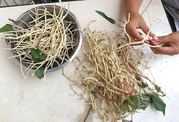 Loại rễ cây tưởng chỉ bỏ đi lại là vị thuốc đại bổ, cực sẵn ở Việt Nam