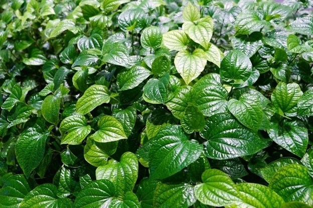 Loại lá 'thơm lừng' cực tốt cho sức khỏe, chợ Việt rất sẵn chỉ vài nghìn một bó
