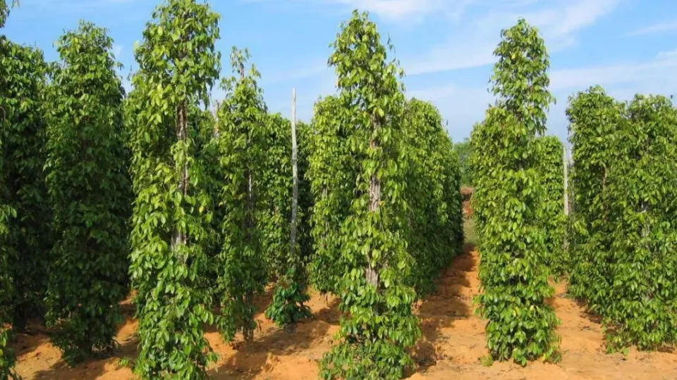 Giá tiêu tiếp tục giảm, dự báo 'nóng' bất ngờ về giá trung và dài hạn