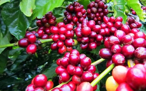 Xu hướng giảm giá cà phê vẫn chưa dừng lại