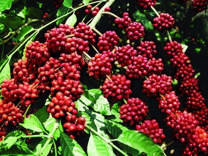 Giá cà phê tăng mạnh bất chấp dự báo thị trường có thể dư cung trong niên vụ tới