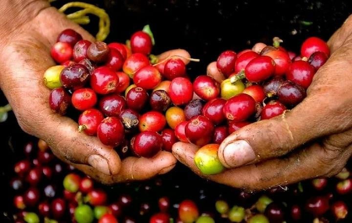 Cà phê Việt Nam có thể tiếp tục giảm giá trong thời gian tới, đâu là lý do?