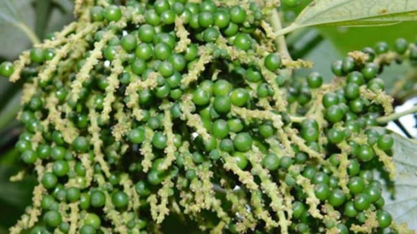 Tăng liên tiếp, giá tiêu sắp chạm mốc 150.000 đồng/kg