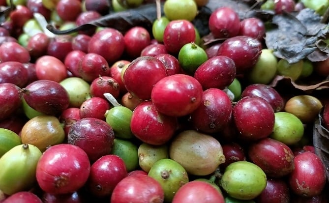 Giá cà phê trong nước tiếp tục tăng lên