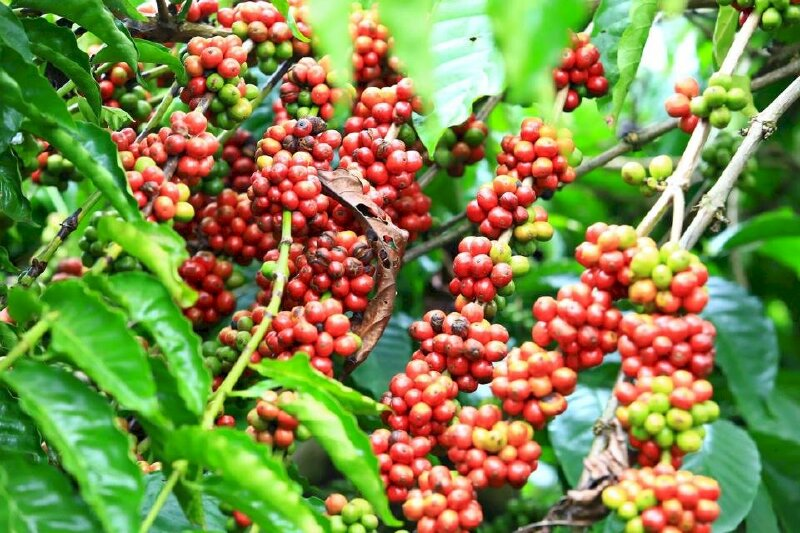 Ngược chiều thế giới, giá cà phê tại khu vực Tây Nguyên hôm nay tiếp tục tăng