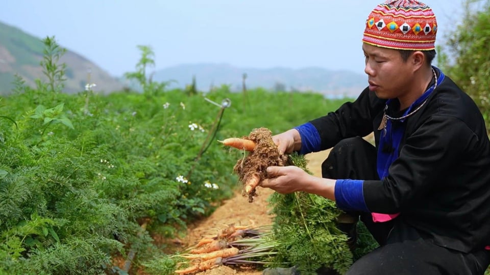 Chàng trai Mông Sơn La về quê làm nông dân kiểu mới, xây dựng mô hình rau hữu cơ, an toàn