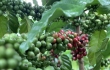 Giá cà phê có tuần rực rỡ, Arabica liên tiếp lập kỷ lục, Robusta tiến gần mức đỉnh lịch sử