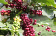 Phiên giảm mạnh của Robusta, kéo theo Arabica dứt đà tăng liên tiếp