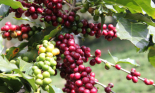 Phiên giảm mạnh của Robusta, kéo theo Arabica dứt đà tăng liên tiếp