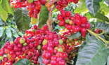 Giá cà phê Arabica tiếp tục tăng, cà phê trong nước biến động nhẹ