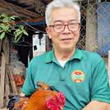 Lão nông U70 ở Ninh Bình chăm đàn gà trên đệm lót sinh học, nuôi sâu canxi, trùn quế thu 100 triệu đồng/năm