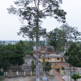 Một xã ở An Giang có tới 2 cây cổ thụ là cây Di sản, có cây 'thọ' hơn 100 tuổi, cao tới 40m