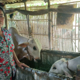 Nuôi lươn dày đặc, nuôi bò sinh sản, 2 mô hình nông nghiệp đang tạo thu nhập tốt, giảm nghèo rõ ở huyện Thoại Sơn