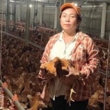 Nuôi gà dày đặc như cua đồng trong chuồng lạnh, tỷ phú Bình Dương là một chị nông dân tiền tỷ