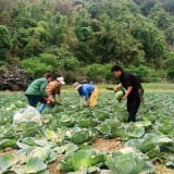 Mang cây bắp cải về trồng trên đất lúa một vụ, nông dân Lai Châu có thêm lợi nhuận 'ngoài luồng' không ai ngờ tới