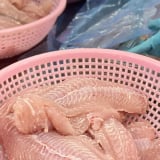 Lần đầu tiên, Lào bán được loài cá Việt Nam nuôi rất nhiều sang Trung Quốc