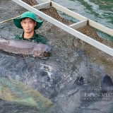Sáp nhập thành công Hòa Bình, Phú Thọ, Vĩnh Phúc tạo nên vùng đất toàn hồ nước ngọt 'khủng', toàn cá đặc sản to bự