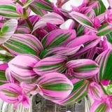 Đừng trồng lan chi nữa, cây cảnh phấn hồng này đẹp gấp 100 lần, cao cấp, thanh lịch, chạm đất là sống