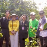 Khách thích thú đi giữa con đường trồng mãng cầu đẹp như phim, nghe “vua trâu” phiếm chuyện ở Hậu Giang