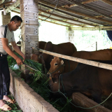 Chuyện những hội viên nông dân Sơn La làm ăn khá giả nhờ nguồn vốn Quỹ hỗ trợ nông dân