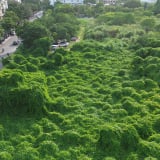 “Đất vàng” bỏ hoang ở phố Lò Đúc, cây dại mọc rậm như khu rừng nhiệt đới