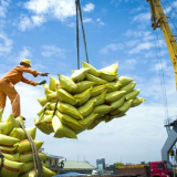 Giá gạo giảm gần 19%, xuất khẩu gạo sang Indonesia giảm tới 97,9%, gạo Việt có lo không?