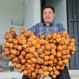 Giá cau tươi tăng mạnh ở Đắk Lắk, Đắk Nông, có buồng cau giống giá hơn 15 triệu đồng