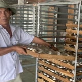 Tỷ phú Tây Ninh, sáng ra nhặt lên 7.000 quả trứng vịt, cả làng phục lăn