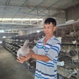 Một ông nông dân Hải Phòng ăn nên làm ra nhờ nuôi thành công loại chim chỉ 'ăn với đẻ là hết ngày'