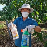 Cảnh báo: Lạm dụng thuốc bảo vệ thực vật có thể bị xử lý hình sự