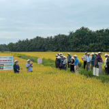 Giảm phân bón, nông dân miền Trung trồng lúa vẫn đạt năng suất cao và hiệu quả vượt trội