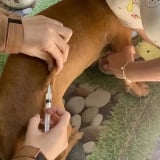 Bình Thuận: Người đàn ông 49 tuổi tử vong nghi do bệnh dại, không rõ nguồn lây