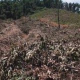 Gần 1,3ha rừng phòng hộ ở Bình Định bị 'cạo trắng', Chủ tịch UBND huyện Phù Mỹ chỉ đạo làm rõ trách nhiệm 