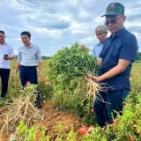 Ở một xã của Nghệ An, dân trồng thứ sâm gì mà nhổ lên củ to dài thế này?