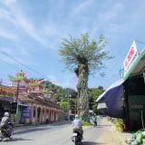 Chính thức tên tỉnh mới là An Giang, đây là nơi có cây cổ thụ kỳ lạ