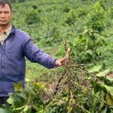Một nông dân ở Lâm Đồng xót xa nhìn hàng chục hecta cà phê đang nuôi trái bị chặt phá không thương tiếc