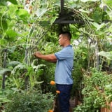 Kỹ sư Hà Nội làm vườn trên sân thượng, chỉ 100m2 mà có cá bơi, gà nhặt giun từ đất, rau xanh phủ khắp mặt sân