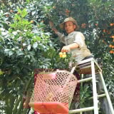 Tỉnh mới tên Đồng Nai sau sáp nhập Bình Phước, có vườn quả ngon vốn là đặc sản Vĩnh Long