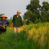 Anh nông dân Hải Dương sang cả Hải Phòng tìm ruộng hoang để 'cứu', sở hữu giàn máy khủng, mỗi năm thu trăm tấn lúa