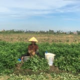 Ở Hải Phòng trồng cây tốt um ra quả gọi là củ, cứ mỗi sào nông dân lãi từ 4 – 4,5 triệu