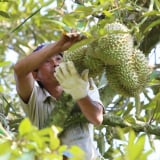 Giám đốc Học viện Nông nghiệp Việt Nam hiến kế nâng tầm nông sản Việt từ câu chuyện quả sầu riêng