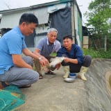 Nuôi loài cá săn mồi ở Nghệ An, con nào cũng to bự, bán giá tốt, có từng nào thương lái cân hết
