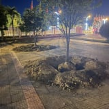 Nhiều cây mai tại UBND phường ở Huế bị đào lên trước ngày bàn giao trụ sở 