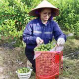 Biến ruộng lúa 'khát nước' thành vườn quất hữu cơ, chị nông dân Lào Cai làm ra sản phẩm OCOP, tạo việc làm cho nhiều lao động 